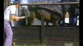 Funny Videos   Horse Kick