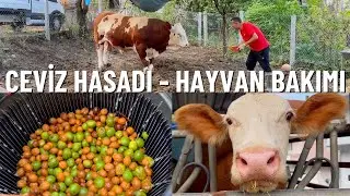 CEVİZ TOPLAMA VE SOYMA HAYVANLARA BAKIM BESLEME
