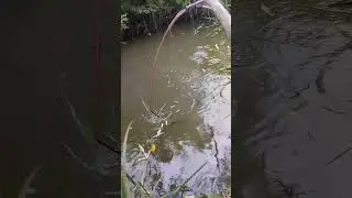 #рибалка #fishing #карась #паукподъемник