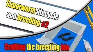 Superworm Lifecycle #2 | Crafting the Breeding Box