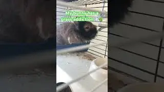 My bunny has a grass addiction #animals #bunny #funny #meme #memes #rabbit #grass