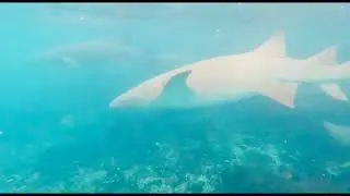 Снорклинг с акулами