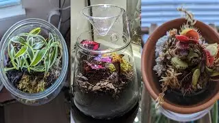 Grow UNUSUAL Plants at Home (Easy!)