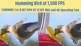 Humming Bird 8 BIT MP4 vs 12 BIT Cinema DNG on Chronos 1.4