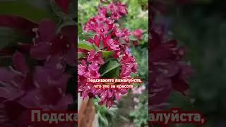 #жизнь #цветы #красота #весна #природа #краснодар #сад #