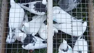 #Pigeons