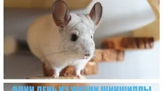 ОДИН ДЕНЬ ИЗ ЖИЗНИ ШИНШИЛЛЫ