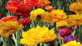 Canadian Tulip Festival 2023