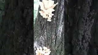 Що за  трясця?