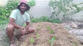 איך זורעים נכון