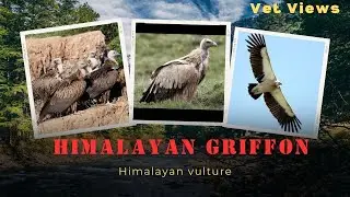 Himalayan Griffon #Himalayan vulture #vulture