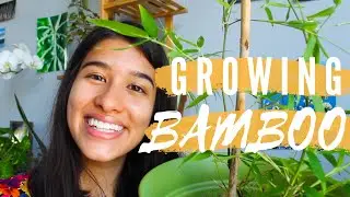 GROWING A BAMBOO PLANT FROM A RHIZOME | Indoor Incense Bamboo Care Guide