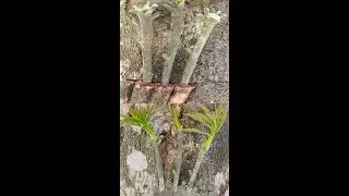 Multi grafting on one mango tree easy | How to graft a mango tree