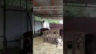 Мегалодоны ужинают!!!