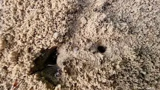 ants