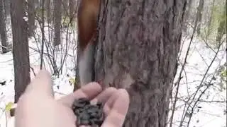 природные чудеса решил белочку покормить А тут на летели.
