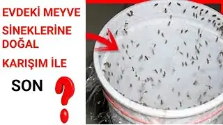 EVDE VE MUTFAKTAKİ KÜÇÜK SİNEKLERDEN KURTULMANIN YOLLARI 2019