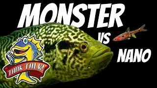 Monster Fish Vs  Nano Fish, A Fierce Debate