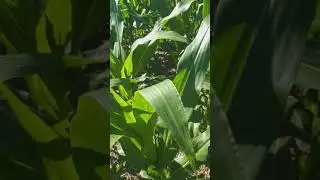 Forseed-517 variedade top do mercado!!!
