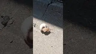 Анапа пляжная улитка