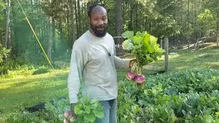 The Cover Crop That Keeps on Giving