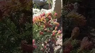 Ридал - ель с красными приростами