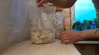 Как я стимулирую грибы на плодонос