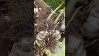 Почему луковицы у лилий мелкие
