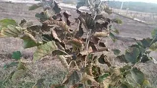 Осінь вбралась у золоте.