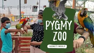 UAE Pygmy Zoo