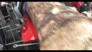 Sägespaltautomat Woodking 410Z Hydro 20t Spalter Zapfwellenantrieb beim Spalten einer Pappel