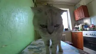 Последнее видео с Вилли. Ушел на радугу. 