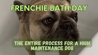 French Bulldog Complete Bath & Spa Day Instructions