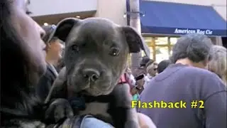 My Dog Bella |Staffy Dog Flashback #2  | first puppy year
