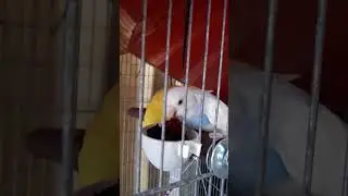 Comendo Beterraba 