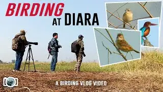 BIRDING TRIP AT DIARA #diara #birding #birders #birdvlog #birdingcommunity #birdphotography