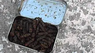 Лучшие наживки для рыбалки. Личинка ручейника.
