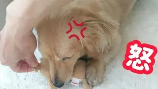 おもちゃを取られそうになって文句を言う愛犬【ミニチュアダックスフンド】