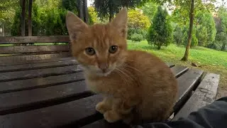 Small stray kitten wanted to cuddle