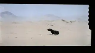The Jackal vs The Sea Lion
