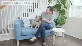 Bam Bones Plus 4K