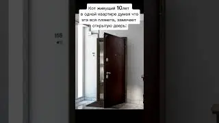 мем кот