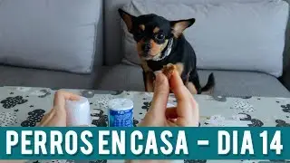 Juego Trileros Para Perros | Día 14