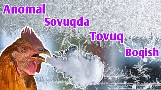 Tovuq qishdayam tuxum qo'yishi uchun...