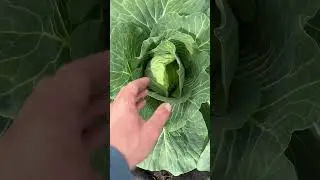 Капуста сторидор от сингенты    капуста #farming #agriculture #дача #гербицид #огород #лето