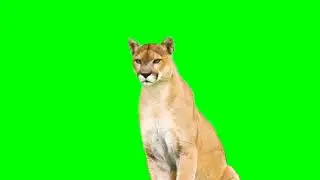 Puma green screen animation | GREEN SCREEN ANIMATION @PixelBoomCG