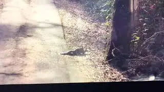 Белки 🐿 🐿 делают белок 🤣🤣🤣