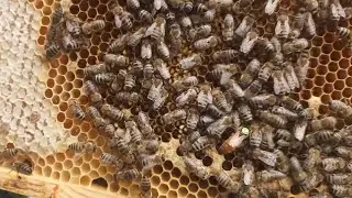 чистопородные матки начали сеять #bee #beekeeper #пчеловодство