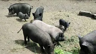 освоение новых территорий
