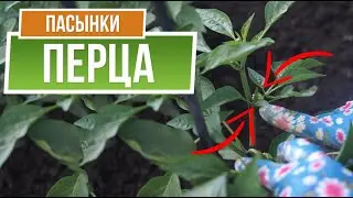 Никогда не пасынкуйте Перец 🌶️ Пасынки Перца 🌶️ Советы садоводам от Garden-zoo